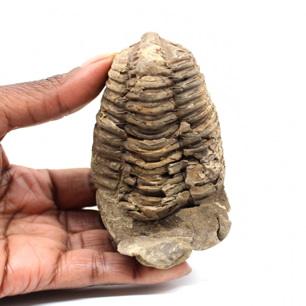 Trilobite fósil