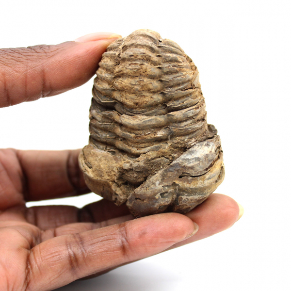 Trilobite fósil