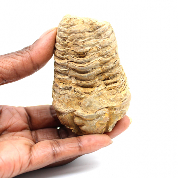 Trilobite fósil