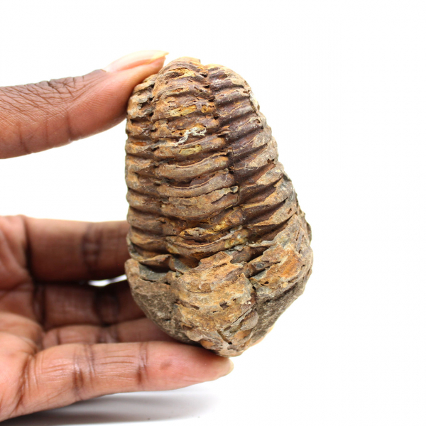 Trilobite fósil