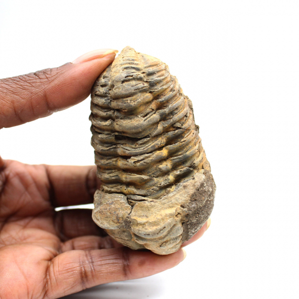Trilobite fósil