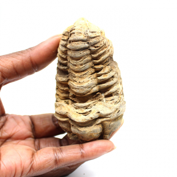 Trilobite fósil