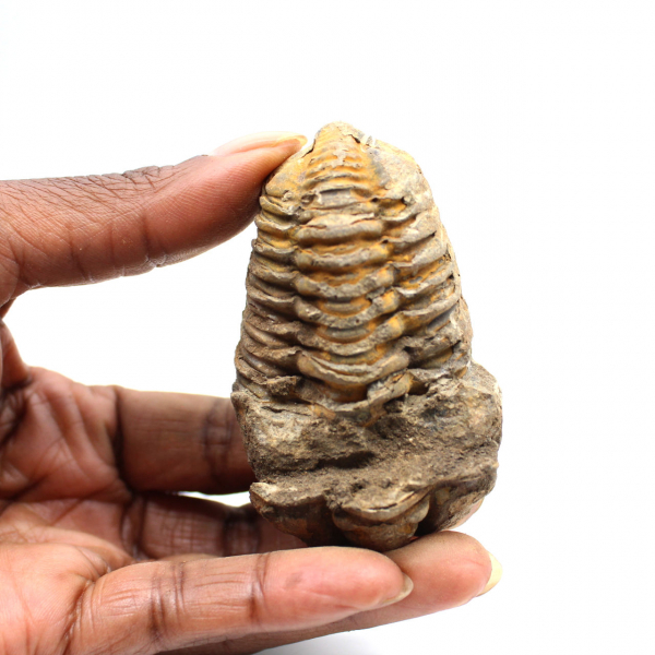 Trilobite fósil