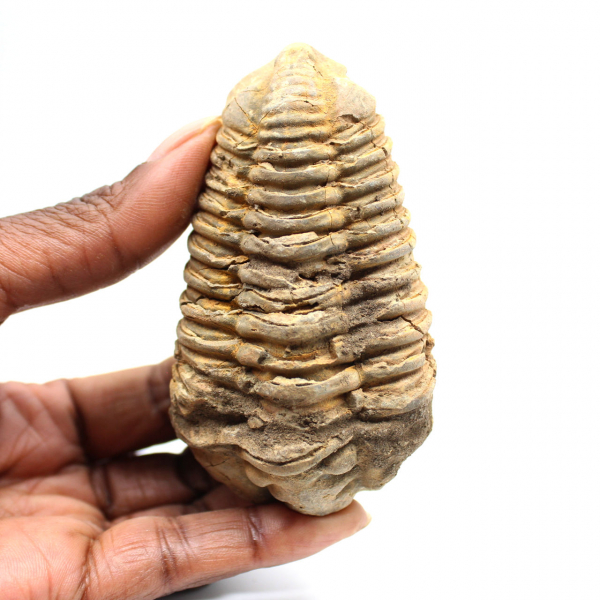 Trilobite fósil