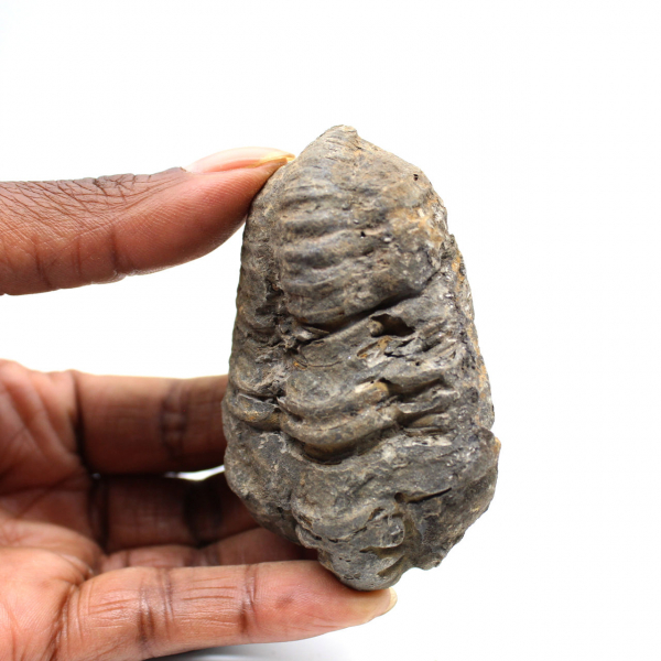 Trilobite fósil