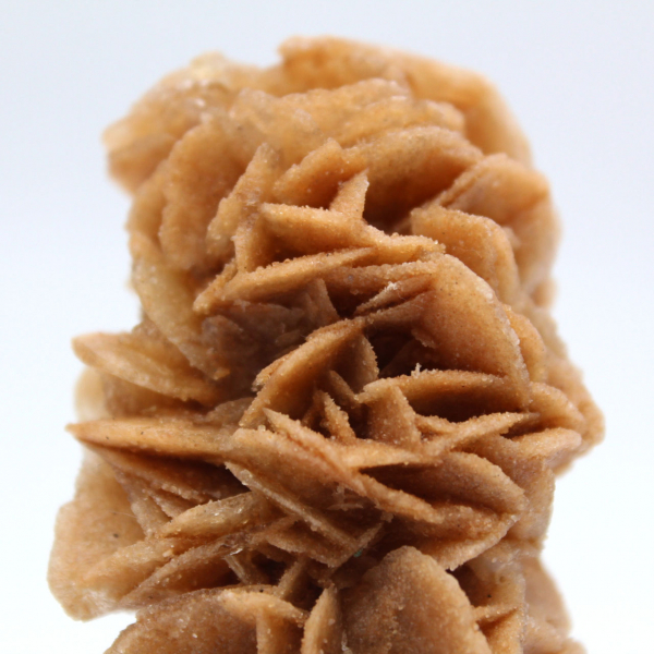 Rosa de arena fósil de Túnez