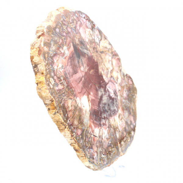Rodaja pulida de madera petrificada (fósil), ejemplar decorativo de Madagascar Rodaja pulida de madera petrificada (fósil), ejemplar decorativo de Madagascar