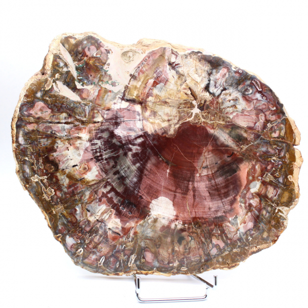 Rodaja pulida de madera petrificada (fósil), ejemplar decorativo de Madagascar Rodaja pulida de madera petrificada (fósil), ejemplar decorativo de Madagascar