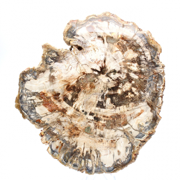 Rebanada de madera fósil coleccionable, pulida por ambos lados, Madagascar Rebanada de madera fósil coleccionable, pulida por ambos lados, Madagascar