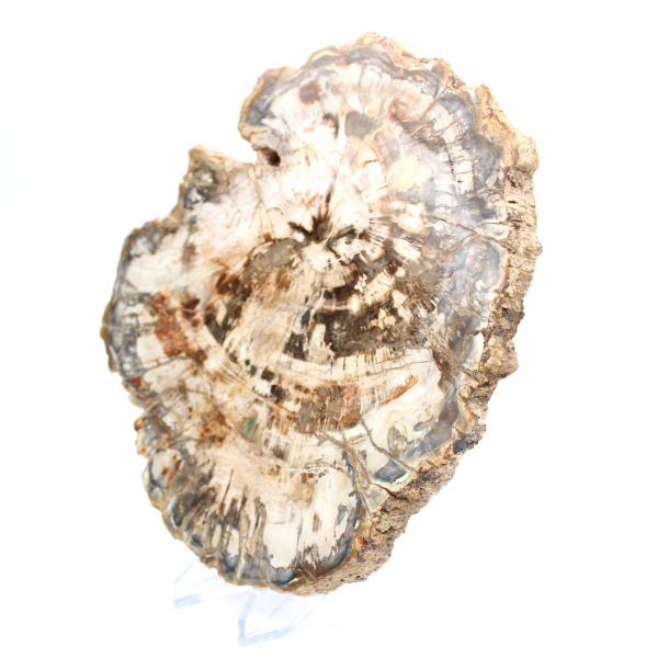 Rebanada de madera fósil coleccionable, pulida por ambos lados, Madagascar Rebanada de madera fósil coleccionable, pulida por ambos lados, Madagascar