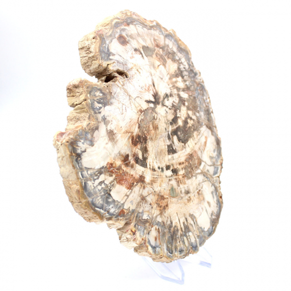 Rebanada de madera fósil coleccionable, pulida por ambos lados, Madagascar Rebanada de madera fósil coleccionable, pulida por ambos lados, Madagascar