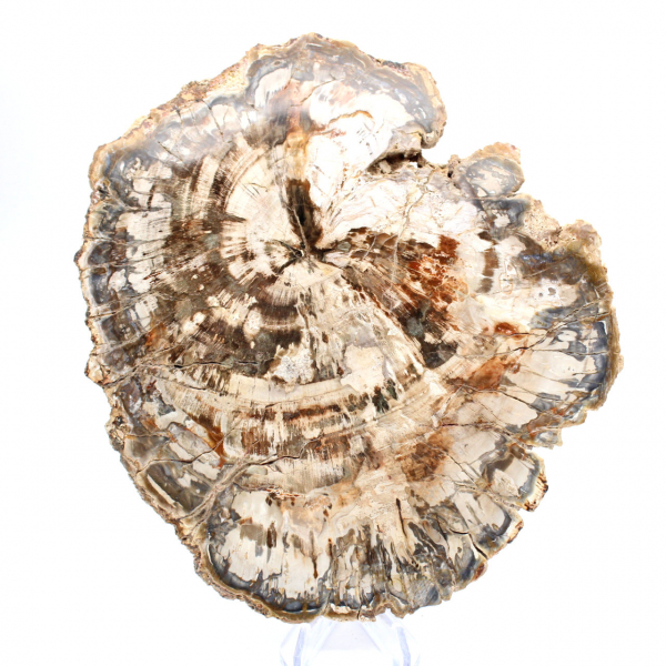 Rebanada de madera fósil coleccionable, pulida por ambos lados, Madagascar Rebanada de madera fósil coleccionable, pulida por ambos lados, Madagascar