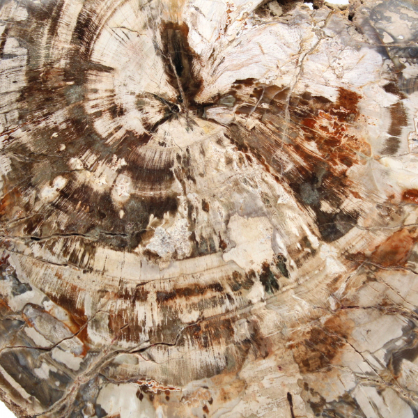 Rebanada de madera fósil coleccionable, pulida por ambos lados, Madagascar Rebanada de madera fósil coleccionable, pulida por ambos lados, Madagascar