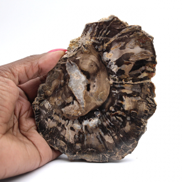 Rebanada de madera petrificada pulida, pequeño adorno fósil, Madagascar Rebanada de madera petrificada pulida, pequeño adorno fósil, Madagascar