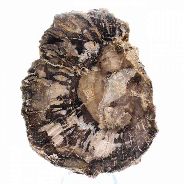 Pequeño trozo de madera petrificada pulida, auténtico fósil de Madagascar. Pequeño trozo de madera petrificada pulida, auténtico fósil de Madagascar.