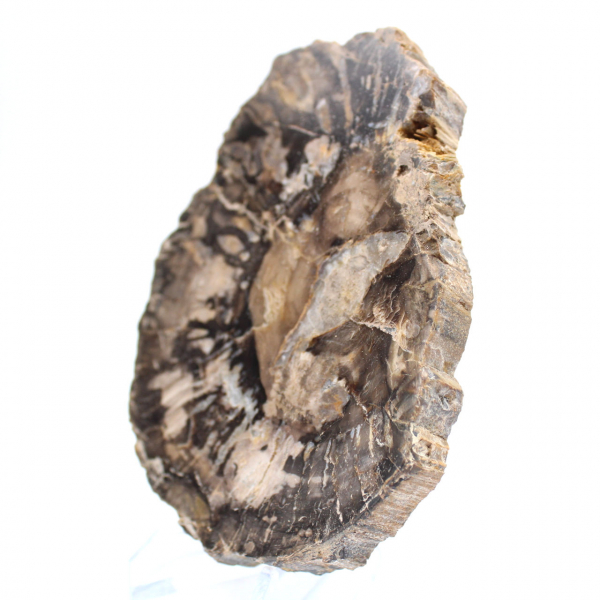 Pequeño trozo de madera petrificada pulida, auténtico fósil de Madagascar. Pequeño trozo de madera petrificada pulida, auténtico fósil de Madagascar.