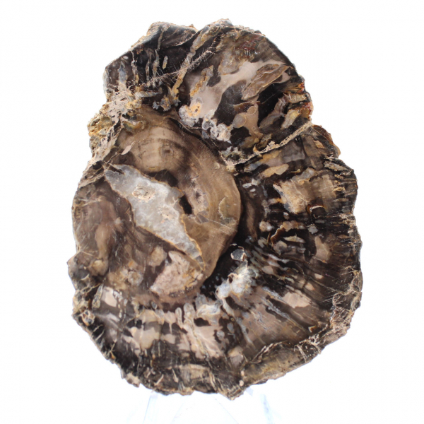 Pequeño trozo de madera petrificada pulida, auténtico fósil de Madagascar. Pequeño trozo de madera petrificada pulida, auténtico fósil de Madagascar.
