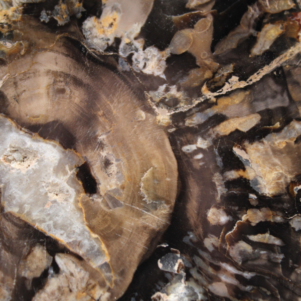 Pequeño trozo de madera petrificada pulida, auténtico fósil de Madagascar. Pequeño trozo de madera petrificada pulida, auténtico fósil de Madagascar.