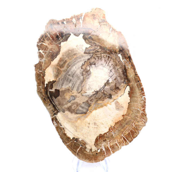 Adorno de madera petrificada, pieza pulida, pieza de colección, Madagascar Adorno de madera petrificada, pieza pulida, pieza de colección, Madagascar