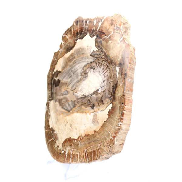 Adorno de madera petrificada, pieza pulida, pieza de colección, Madagascar Adorno de madera petrificada, pieza pulida, pieza de colección, Madagascar