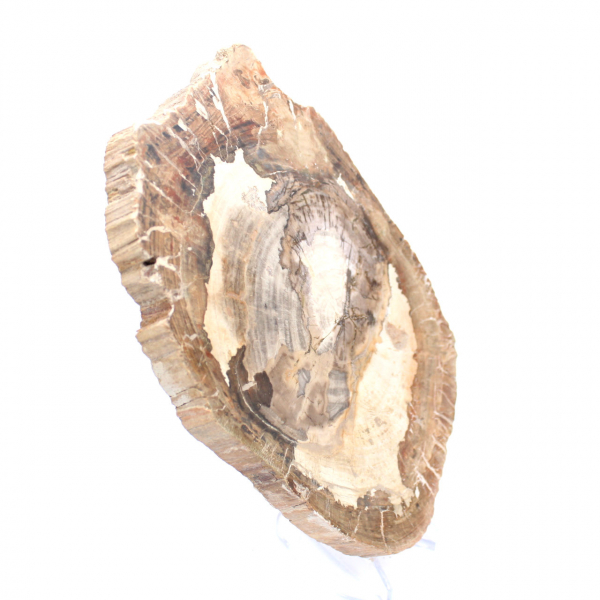 Adorno de madera petrificada, pieza pulida, pieza de colección, Madagascar Adorno de madera petrificada, pieza pulida, pieza de colección, Madagascar