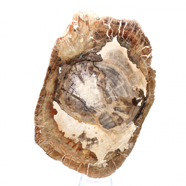 Adorno de madera petrificada, pieza pulida, pieza de colección, Madagascar Adorno de madera petrificada, pieza pulida, pieza de colección, Madagascar