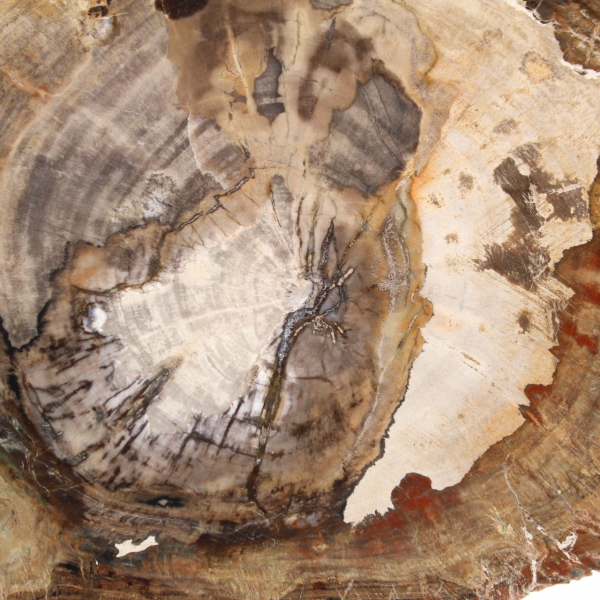 Adorno de madera petrificada, pieza pulida, pieza de colección, Madagascar Adorno de madera petrificada, pieza pulida, pieza de colección, Madagascar