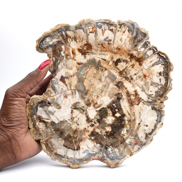 Fósil de madera petrificada, gran rebanada pulida, adorno decorativo, Madagascar Fósil de madera petrificada, gran rebanada pulida, adorno decorativo, Madagascar