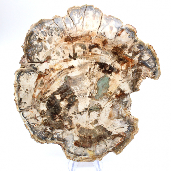 Fósil de madera petrificada, gran rebanada pulida, adorno decorativo, Madagascar Fósil de madera petrificada, gran rebanada pulida, adorno decorativo, Madagascar