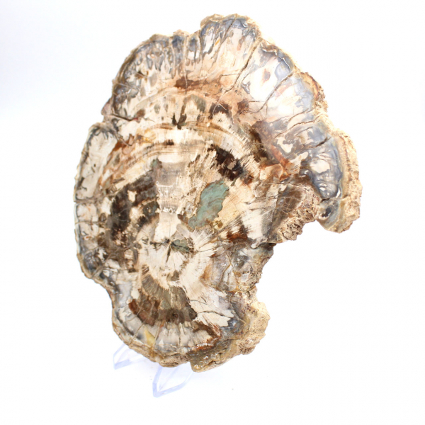Fósil de madera petrificada, gran rebanada pulida, adorno decorativo, Madagascar Fósil de madera petrificada, gran rebanada pulida, adorno decorativo, Madagascar