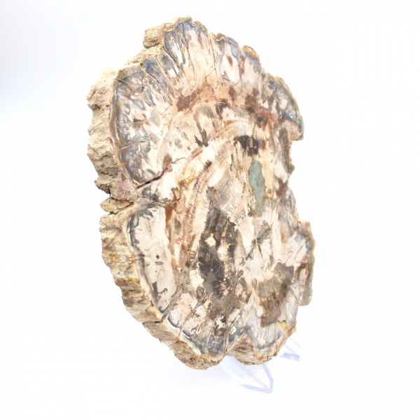 Fósil de madera petrificada, gran rebanada pulida, adorno decorativo, Madagascar Fósil de madera petrificada, gran rebanada pulida, adorno decorativo, Madagascar