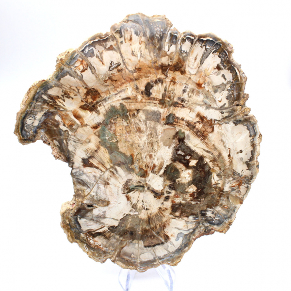 Fósil de madera petrificada, gran rebanada pulida, adorno decorativo, Madagascar Fósil de madera petrificada, gran rebanada pulida, adorno decorativo, Madagascar