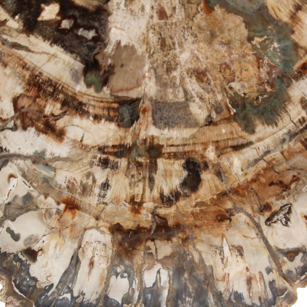 Fósil de madera petrificada, gran rebanada pulida, adorno decorativo, Madagascar Fósil de madera petrificada, gran rebanada pulida, adorno decorativo, Madagascar