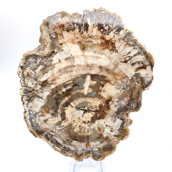 Rebanada pulida de madera fosilizada (petrificada), ejemplar enorme, Madagascar Rebanada pulida de madera fosilizada (petrificada), ejemplar enorme, Madagascar
