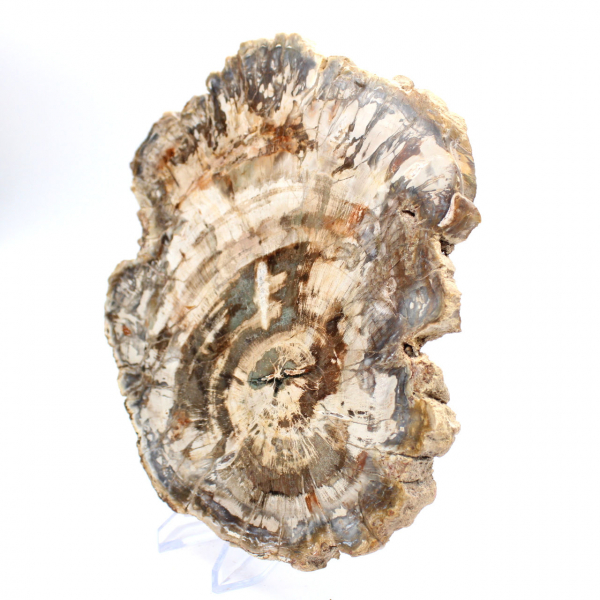 Rebanada pulida de madera fosilizada (petrificada), ejemplar enorme, Madagascar Rebanada pulida de madera fosilizada (petrificada), ejemplar enorme, Madagascar