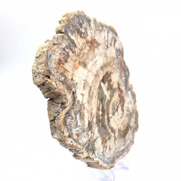 Rebanada pulida de madera fosilizada (petrificada), ejemplar enorme, Madagascar Rebanada pulida de madera fosilizada (petrificada), ejemplar enorme, Madagascar