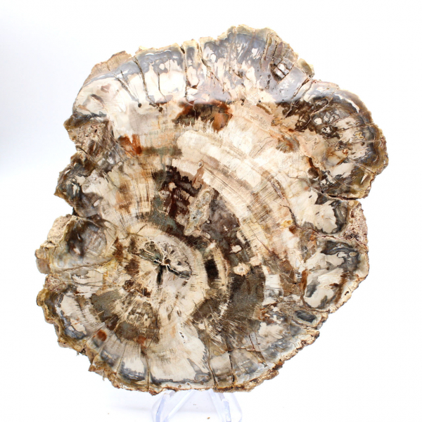 Rebanada pulida de madera fosilizada (petrificada), ejemplar enorme, Madagascar Rebanada pulida de madera fosilizada (petrificada), ejemplar enorme, Madagascar