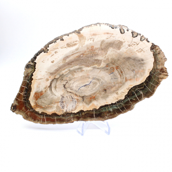 Madera petrificada (trozo), pieza de colección pulida, fósil de Madagascar Madera petrificada (trozo), pieza de colección pulida, fósil de Madagascar