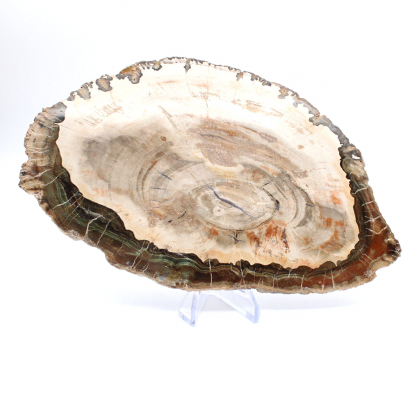 Madera petrificada (trozo), pieza de colección pulida, fósil de Madagascar Madera petrificada (trozo), pieza de colección pulida, fósil de Madagascar