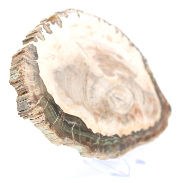 Madera petrificada (trozo), pieza de colección pulida, fósil de Madagascar Madera petrificada (trozo), pieza de colección pulida, fósil de Madagascar
