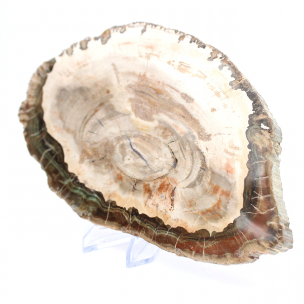 Madera petrificada (trozo), pieza de colección pulida, fósil de Madagascar Madera petrificada (trozo), pieza de colección pulida, fósil de Madagascar