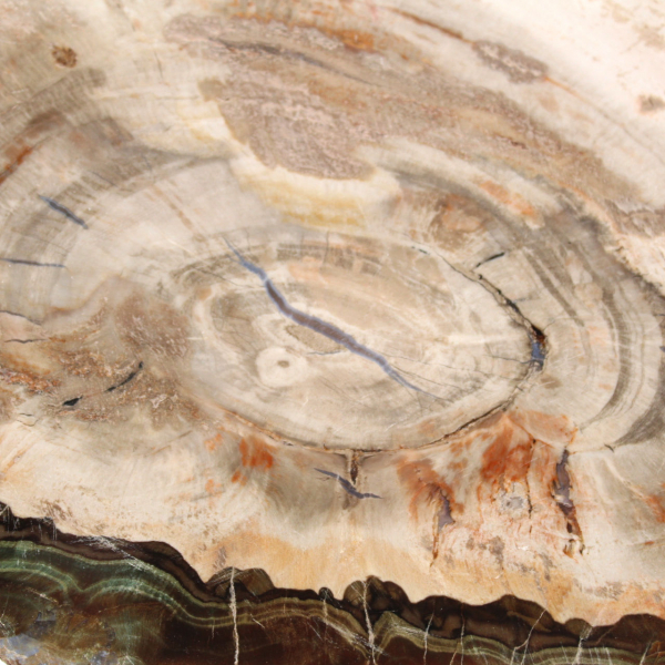 Madera petrificada (trozo), pieza de colección pulida, fósil de Madagascar Madera petrificada (trozo), pieza de colección pulida, fósil de Madagascar