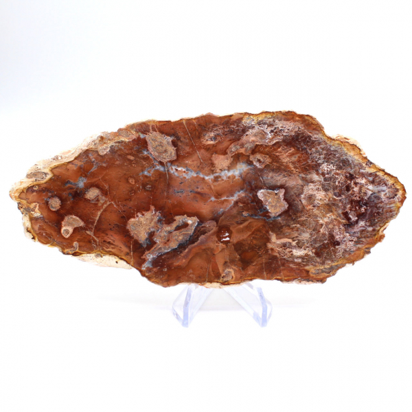 Rebanada de madera petrificada pulida, pequeño adorno fósil, Madagascar Rebanada de madera petrificada pulida, pequeño adorno fósil, Madagascar