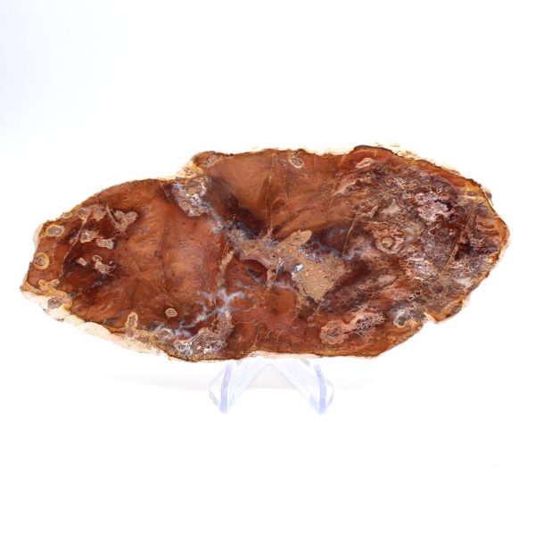Rebanada de madera petrificada pulida, pequeño adorno fósil, Madagascar Rebanada de madera petrificada pulida, pequeño adorno fósil, Madagascar