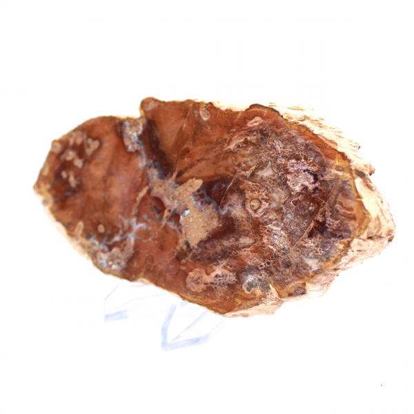 Rebanada de madera petrificada pulida, pequeño adorno fósil, Madagascar Rebanada de madera petrificada pulida, pequeño adorno fósil, Madagascar
