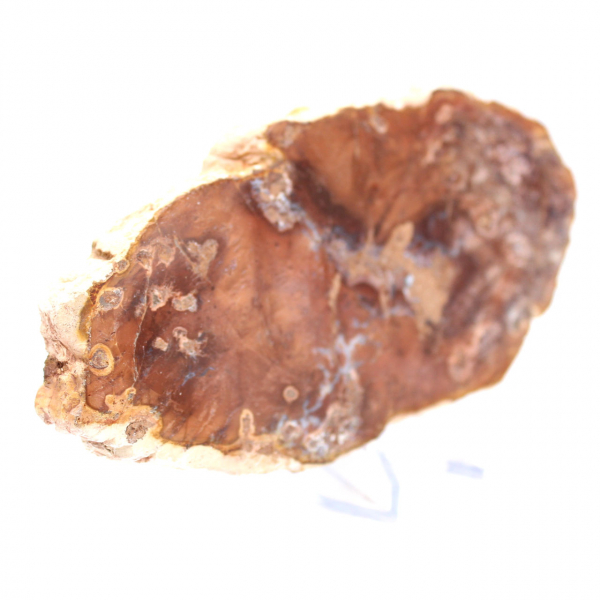 Rebanada de madera petrificada pulida, pequeño adorno fósil, Madagascar Rebanada de madera petrificada pulida, pequeño adorno fósil, Madagascar