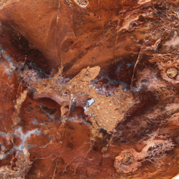 Rebanada de madera petrificada pulida, pequeño adorno fósil, Madagascar Rebanada de madera petrificada pulida, pequeño adorno fósil, Madagascar