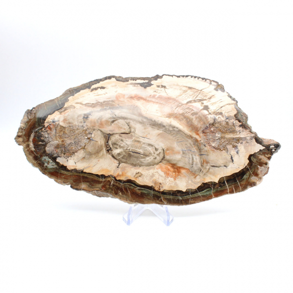 Rodaja pulida de madera fosilizada, prestigioso ejemplar decorativo, Madagascar Rodaja pulida de madera fosilizada, prestigioso ejemplar decorativo, Madagascar