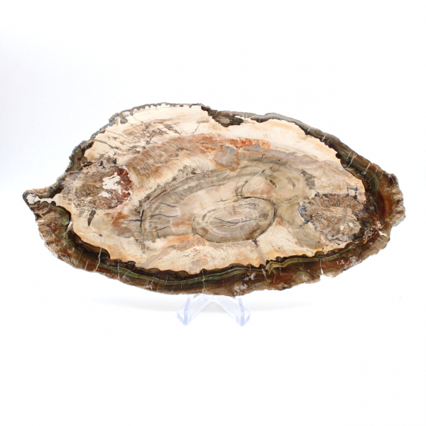 Rodaja pulida de madera fosilizada, prestigioso ejemplar decorativo, Madagascar Rodaja pulida de madera fosilizada, prestigioso ejemplar decorativo, Madagascar