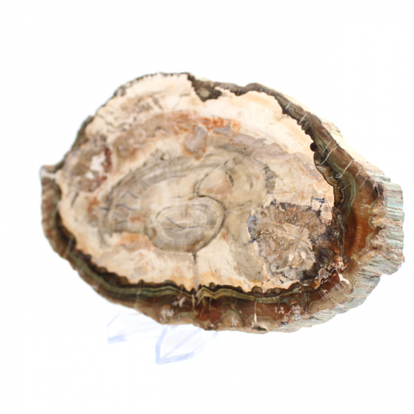 Rodaja pulida de madera fosilizada, prestigioso ejemplar decorativo, Madagascar Rodaja pulida de madera fosilizada, prestigioso ejemplar decorativo, Madagascar